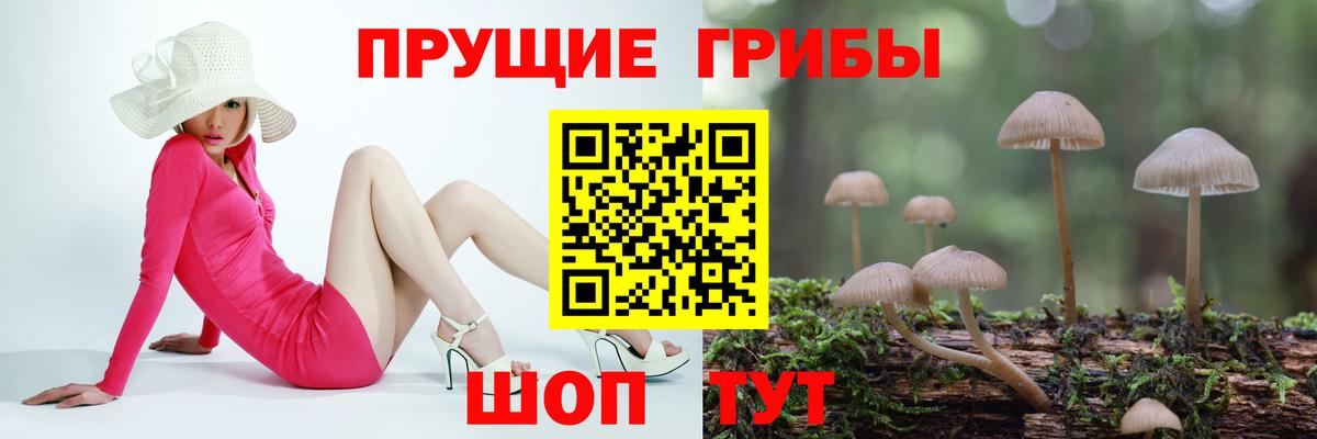 Псилоцибиновые грибы Cubensis Новодвинск
